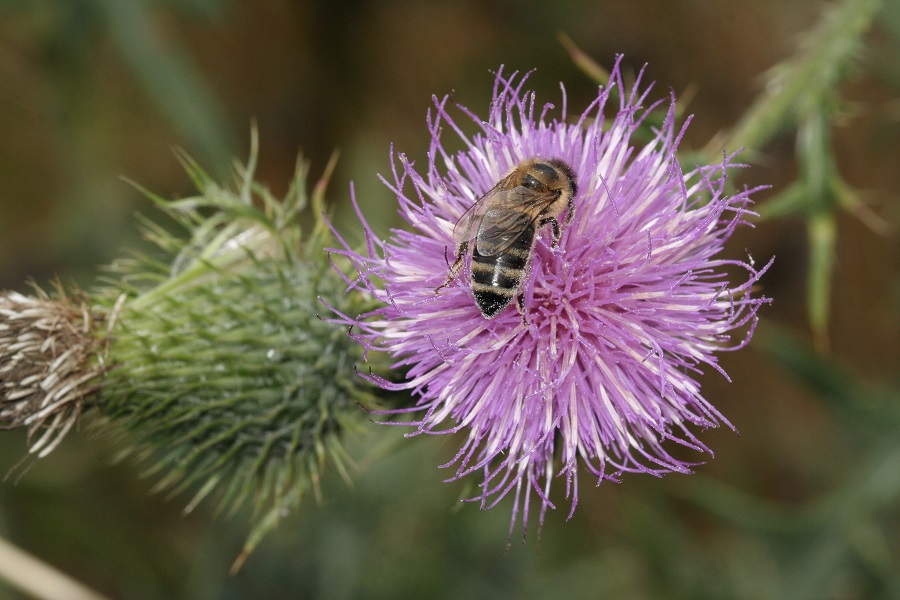 Honigbiene Auf Distelblüte. Foto: NABU